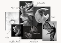 Fashion Design Concept Development